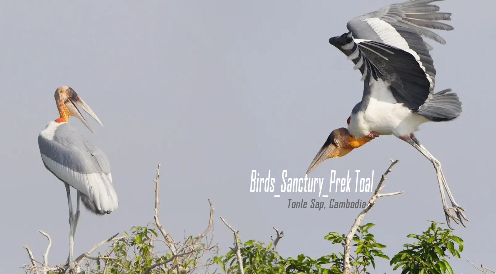 birds_sanctury_prek_toal